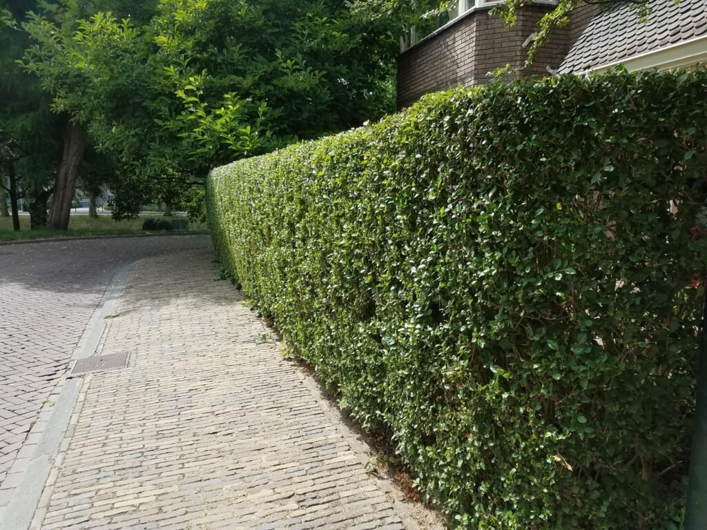 Hedge trimming in sutton Coldfiel