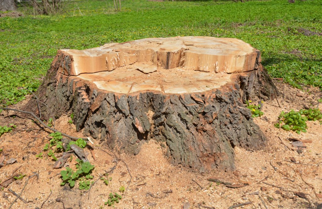 stump removal Sutton Coldfield